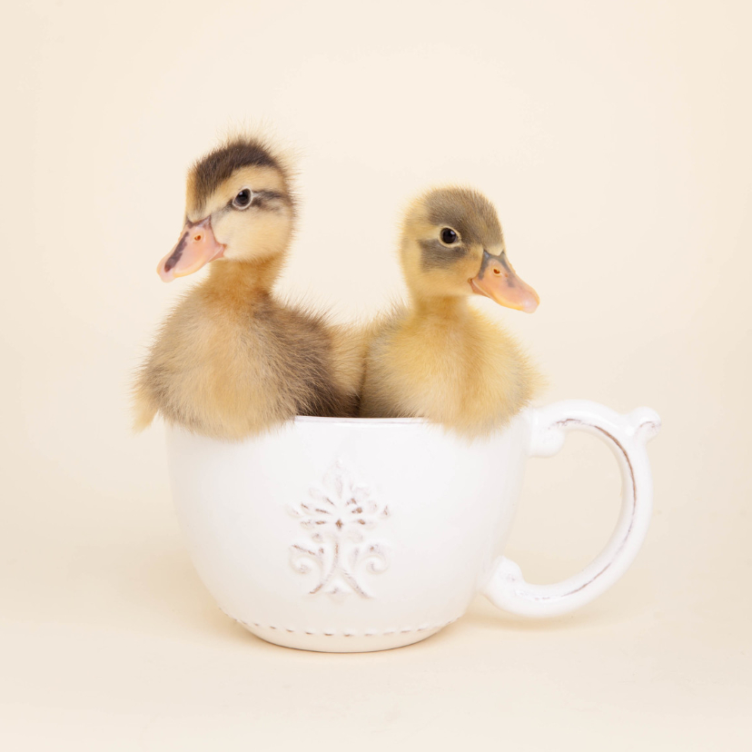 Zomaar een dierenkaart - Lieve eendjes - Dierenkaarten Dierenkaarten - Zomaar een dierenkaart - Lieve eendjes