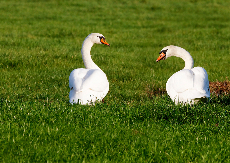 Zwanen - Swans - OTTI - Dierenkaarten Dierenkaarten - Zwanen - Swans - OTTI