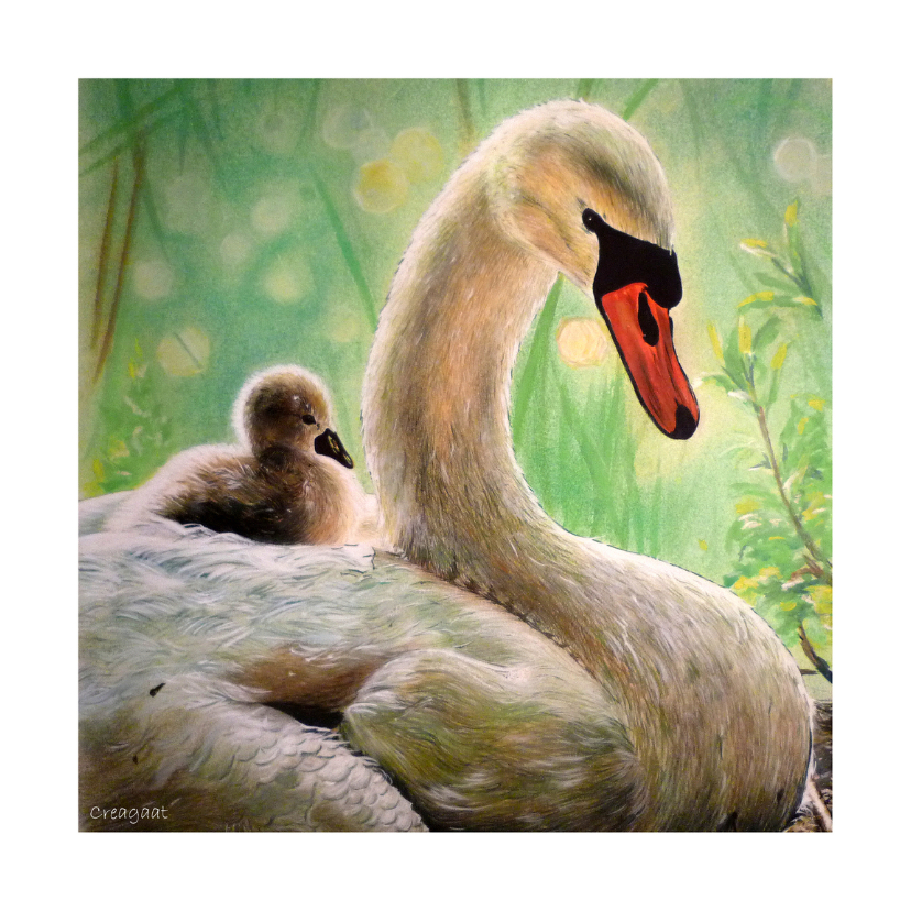 Zwanen - zwaan met jong - kunstkaart - Dierenkaarten Dierenkaarten - Zwanen - zwaan met jong - kunstkaart