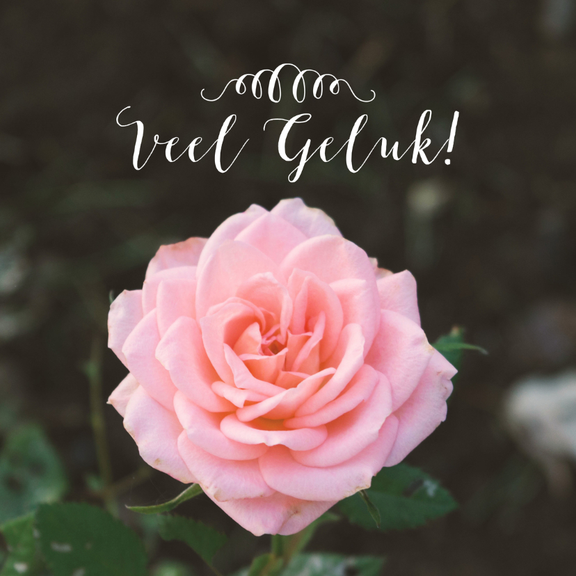 Felicitatiekaarten - Felicitatie Huwelijk Roos