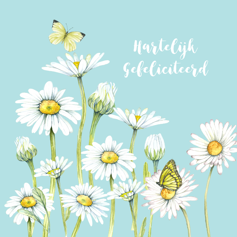 Felicitatie voorjaarsmargrieten - Felicitatiekaarten Felicitatiekaarten - Felicitatie voorjaarsmargrieten