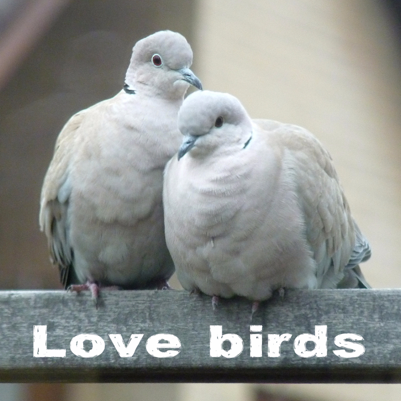 Felicitatiekaarten - Felicitatiekaart lovebirds2