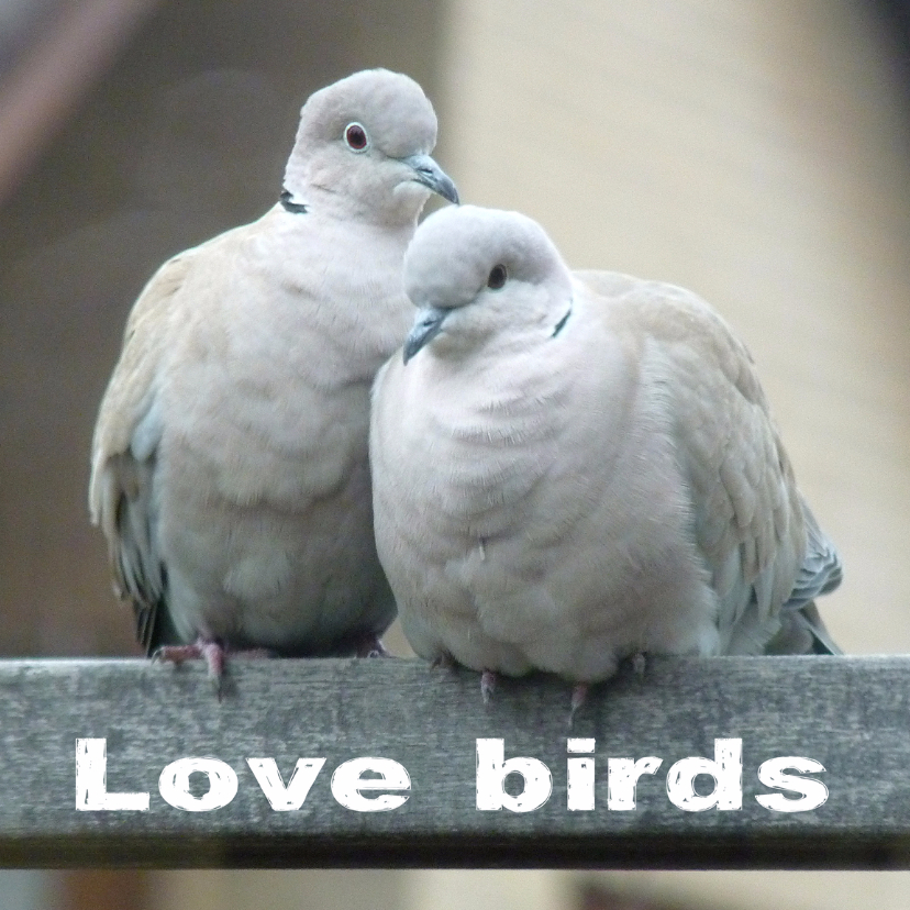 Felicitatiekaart lovebirds2 - Felicitatiekaarten Felicitatiekaarten - Felicitatiekaart lovebirds2