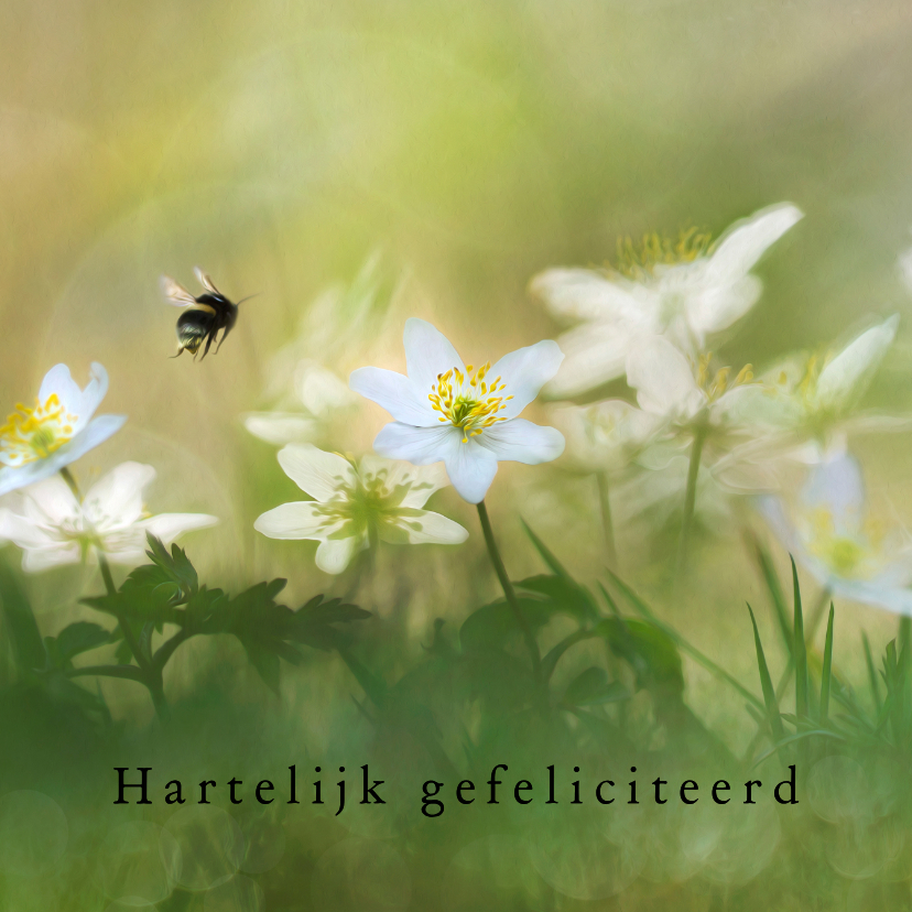 Felicitatiekaart met witte bosanemonen - Felicitatiekaarten Felicitatiekaarten - Felicitatiekaart met witte bosanemonen