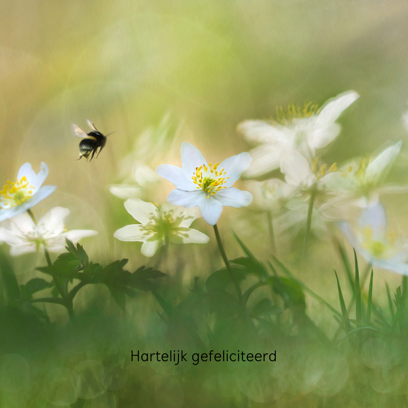 Felicitatiekaarten - Felicitatiekaart met witte bosanemonen