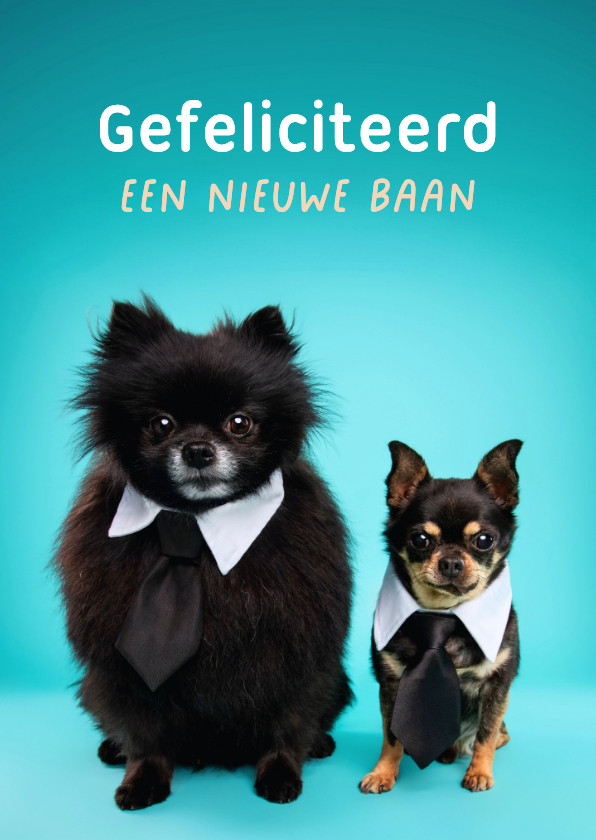 Grappige, felicitatie hondenkaart van hondjes met stropdas - Felicitatiekaarten Felicitatiekaarten - Grappige, felicitatie hondenkaart van hondjes met stropdas