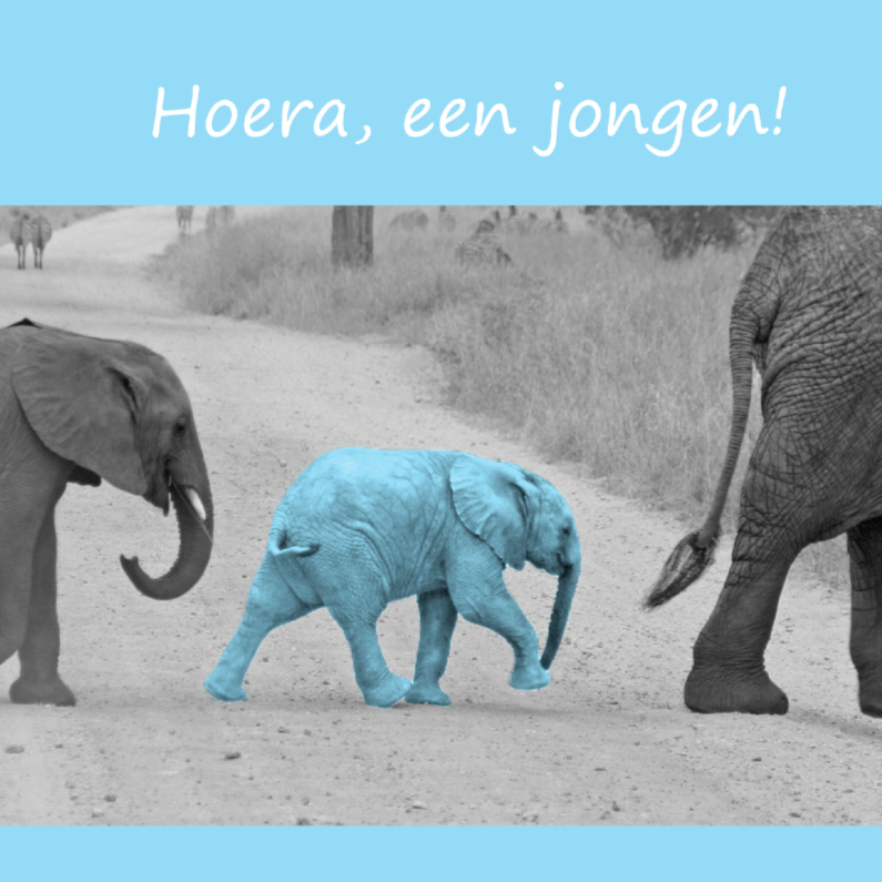 Olifant baby blue - Felicitatiekaarten Felicitatiekaarten - Olifant baby blue
