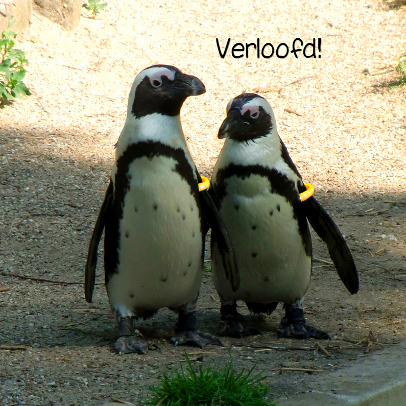 Verliefde - Verloofde Pinguins - Felicitatiekaarten Felicitatiekaarten - Verliefde - Verloofde Pinguins