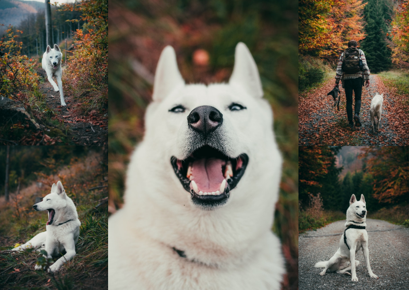 Fotokaarten - Fotokaart liggend met 5 foto's