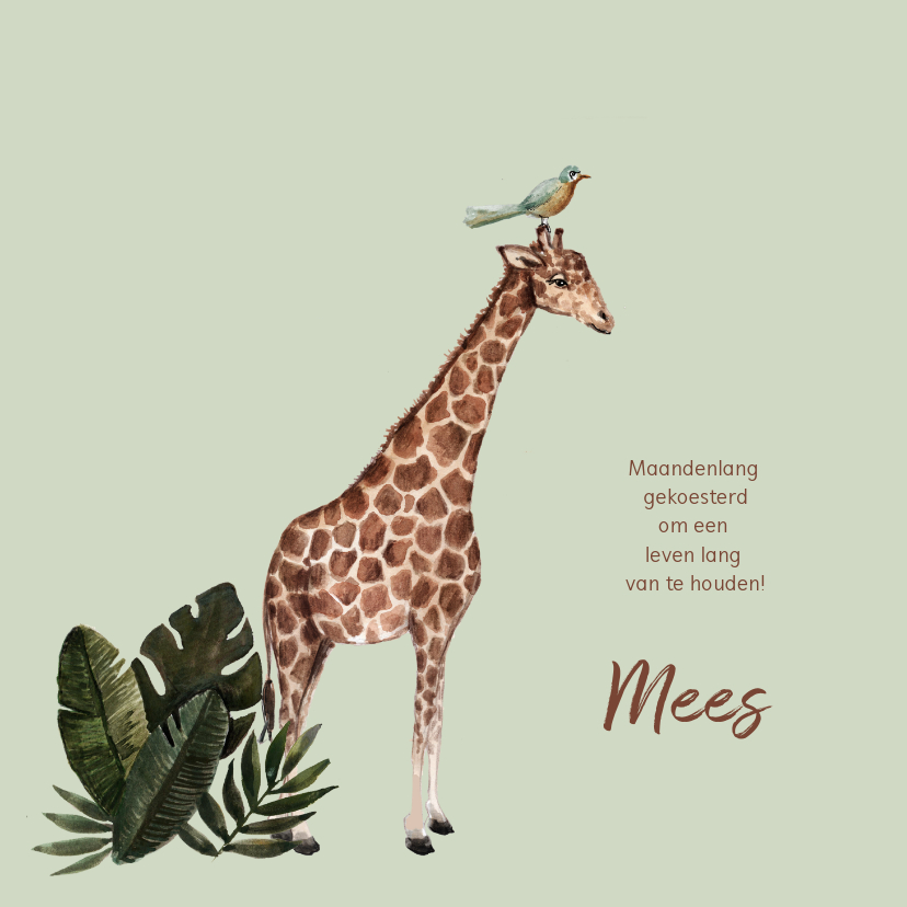 Groen geboortekaartje met een giraffe - Geboortekaartjes Geboortekaartjes - Groen geboortekaartje met een giraffe