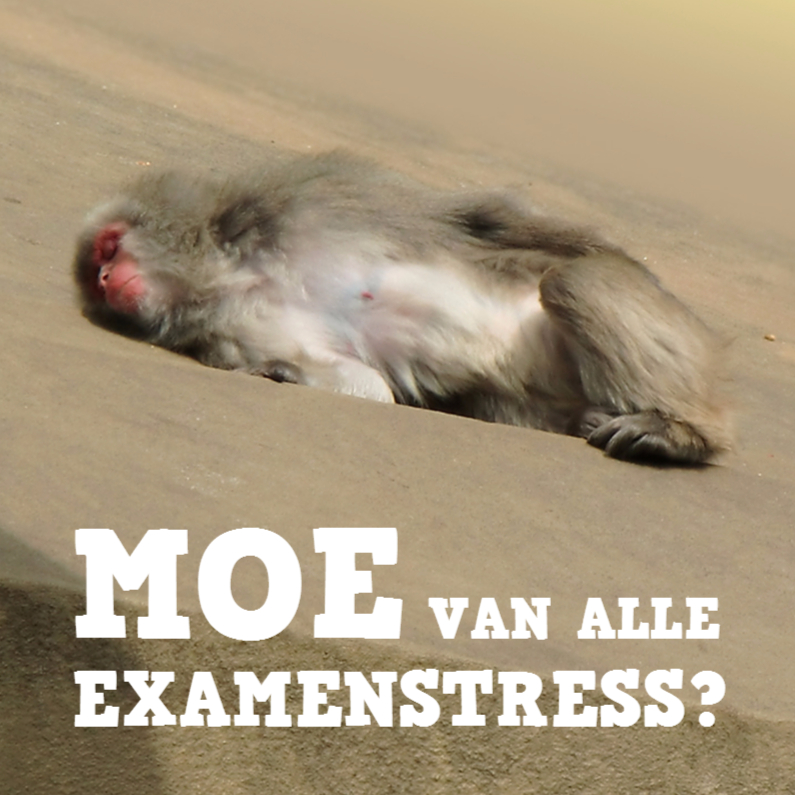 Geslaagd aap - uitrusten na examenstress - Geslaagd kaarten Geslaagd kaarten - Geslaagd aap - uitrusten na examenstress