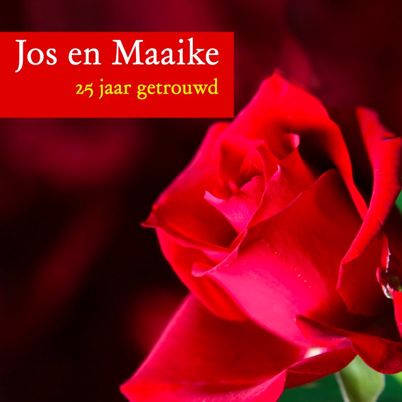 Mooie kaart met rode roos - Jubileumkaarten Jubileumkaarten - Mooie kaart met rode roos