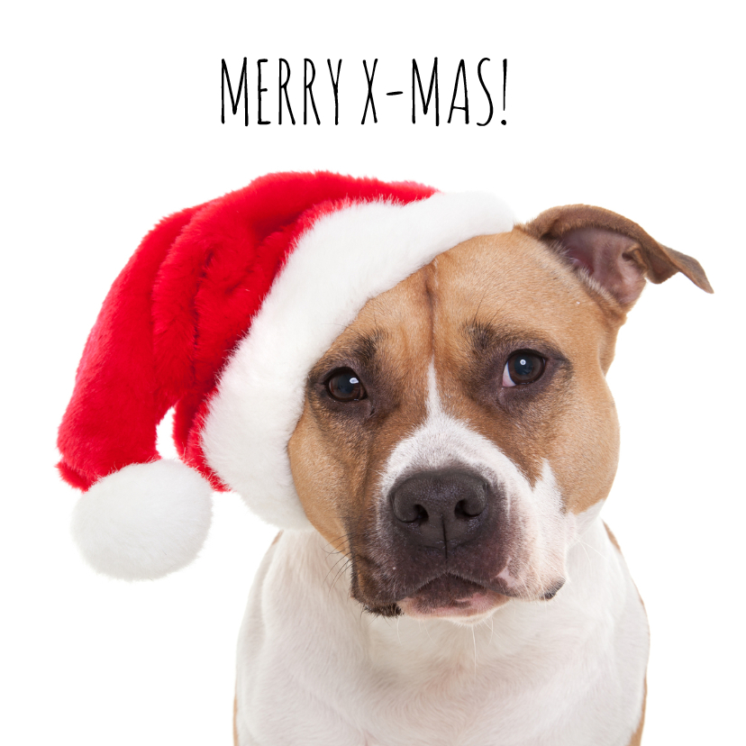 Kerstkaarten - Dieren kerstkaart - Hond - Merry