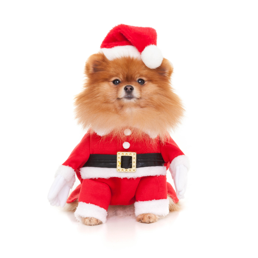 Kerstkaarten - Dieren Kerstkaart - Pomeranian kerstman