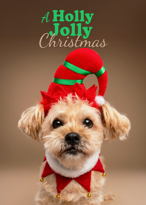 Grappige kerstkaart holly jolly christmas met boomer - Kerstkaarten Kerstkaarten - Grappige kerstkaart holly jolly christmas met boomer