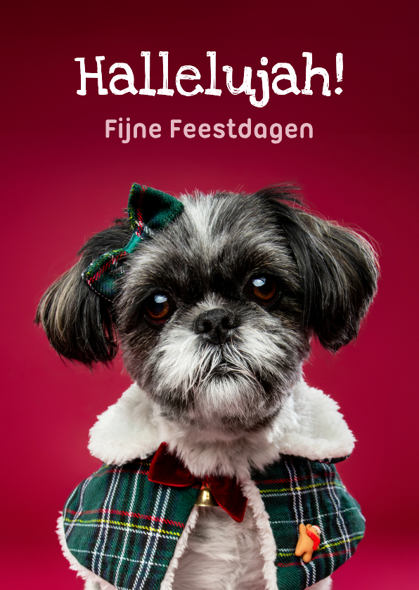 Grappige kerstkaart van boomer hondje met kerstkleding - Kerstkaarten Kerstkaarten - Grappige kerstkaart van boomer hondje met kerstkleding