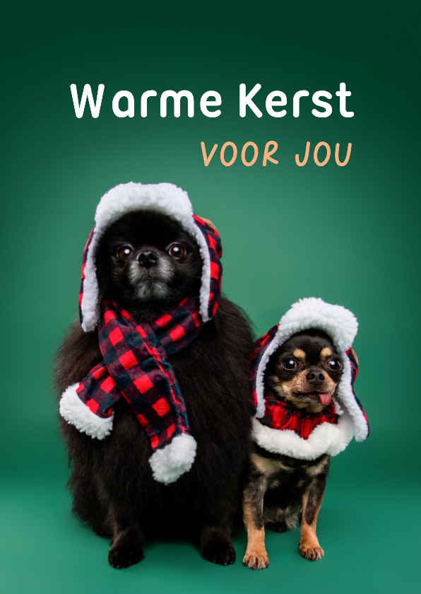 Grappige kerstkaart van hondjes met warme kerstkleding - Kerstkaarten Kerstkaarten - Grappige kerstkaart van hondjes met warme kerstkleding