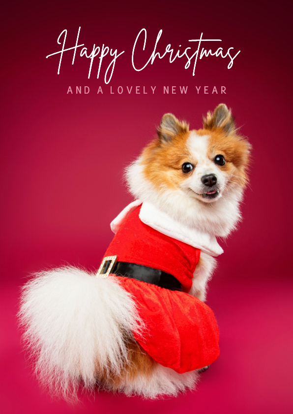 Grappige kerstkaart van pomsky met kerstjurkje aan - Kerstkaarten Kerstkaarten - Grappige kerstkaart van pomsky met kerstjurkje aan