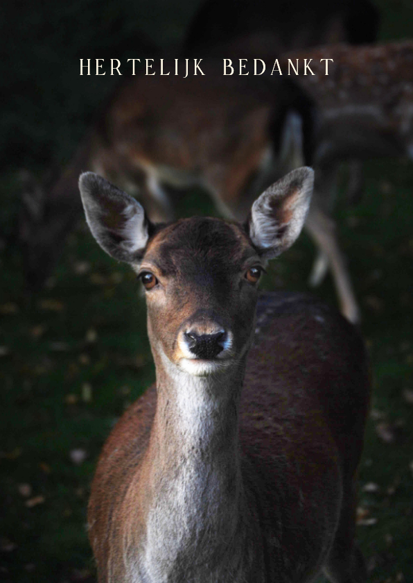 Kerstkaarten - hertelijk bedankt 