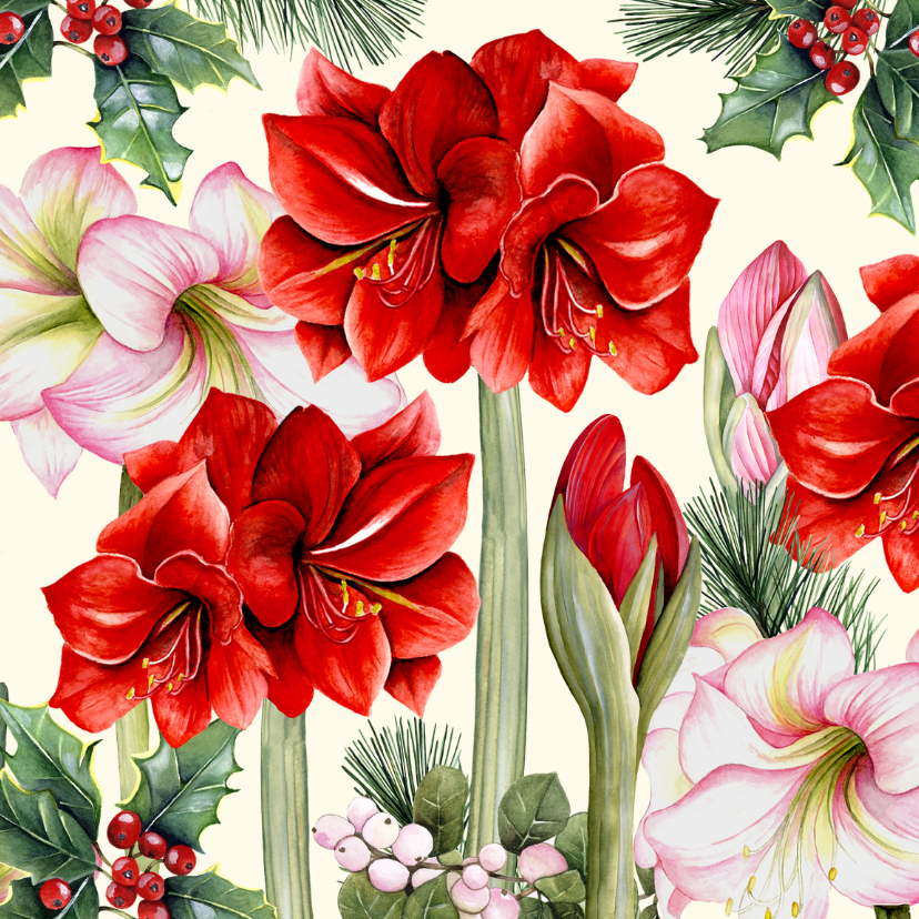Kerst amaryllis bloem en knop - Kerstkaarten Kerstkaarten - Kerst amaryllis bloem en knop