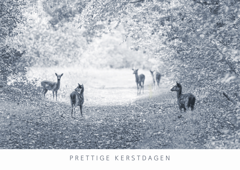 Kerstkaart damhertjes in het bos - Kerstkaarten Kerstkaarten - Kerstkaart damhertjes in het bos