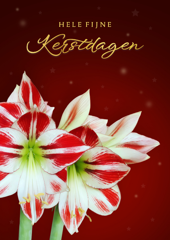 Kerstkaarten - Kerstkaart fleurige amaryllis bloem