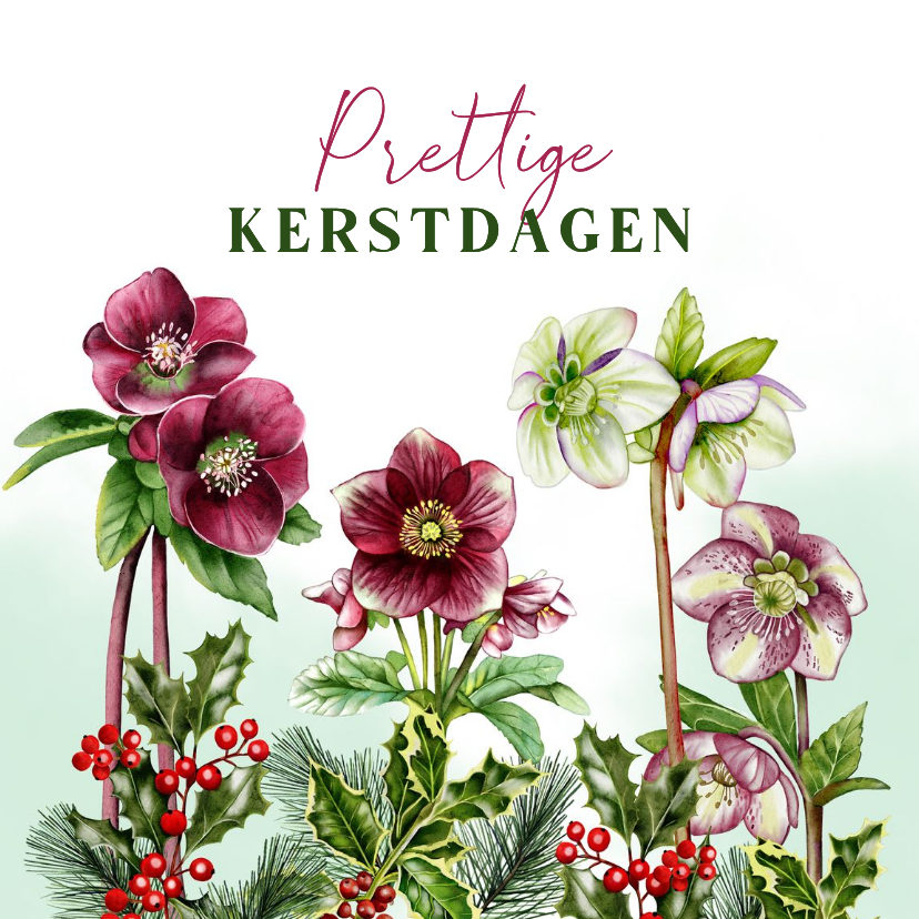 Kerstkaart helleborus met hulsttakken - Kerstkaarten Kerstkaarten - Kerstkaart helleborus met hulsttakken