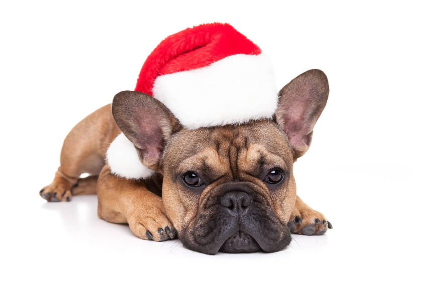 Kerstkaarten - Kerstkaart - Lieve kerst Franse Bulldog met kerstmuts