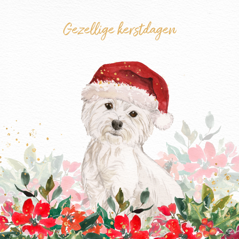 Kerstkaart met Maltezer hond, kerstmuts en kerstgroen - Kerstkaarten Kerstkaarten - Kerstkaart met Maltezer hond, kerstmuts en kerstgroen