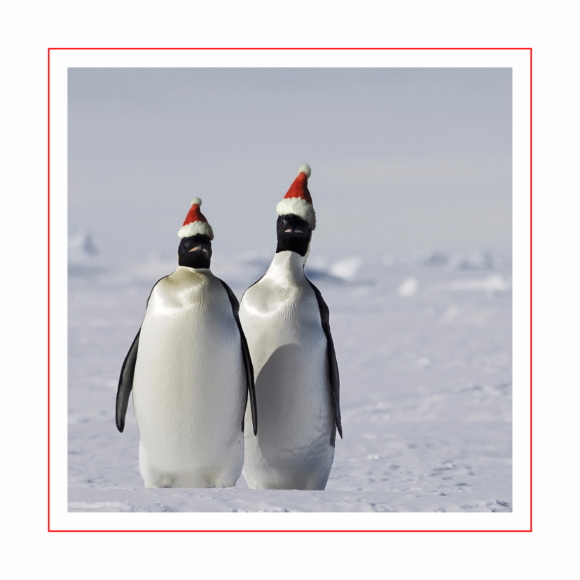 Kerstkaart Pinguins met kerstmuts - Kerstkaarten Kerstkaarten - Kerstkaart Pinguins met kerstmuts