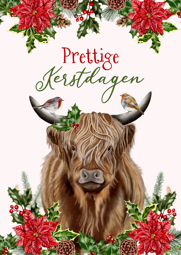 Kerstkaarten - Kerstkaart schotse hooglander met roodborstjes