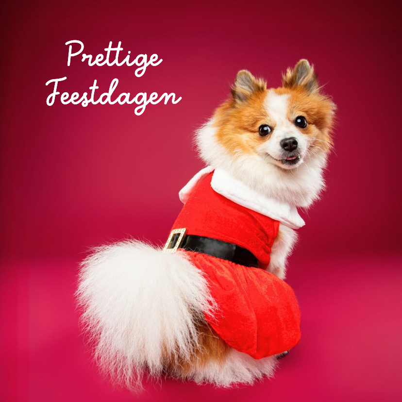 Lieve, grappige kerstkaart van hondje met kerstpakje - Kerstkaarten Kerstkaarten - Lieve, grappige kerstkaart van hondje met kerstpakje