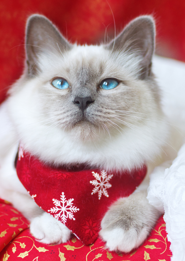Lieve kerstgroet met schattige kitten - Kerstkaarten Kerstkaarten - Lieve kerstgroet met schattige kitten