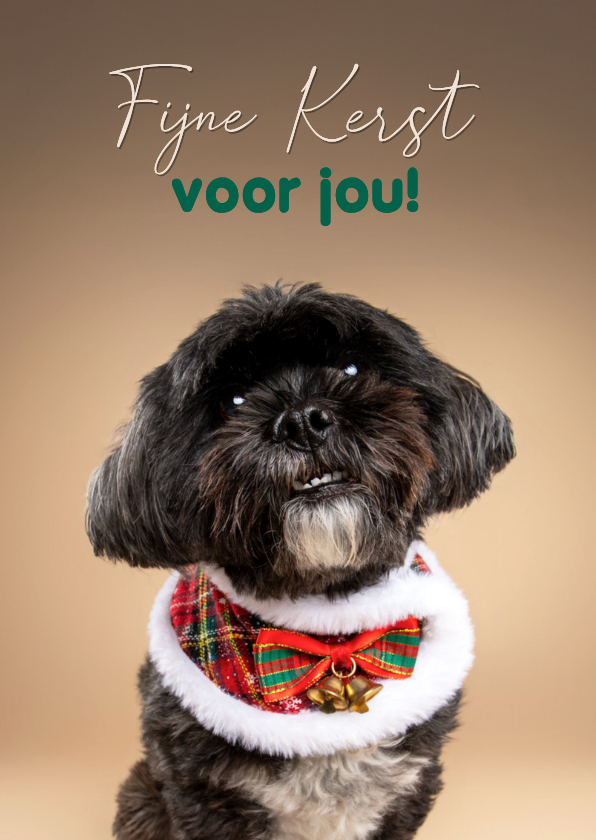 Lieve schattige kerstkaart boomer hondje met kerstsjaal - Kerstkaarten Kerstkaarten - Lieve schattige kerstkaart boomer hondje met kerstsjaal