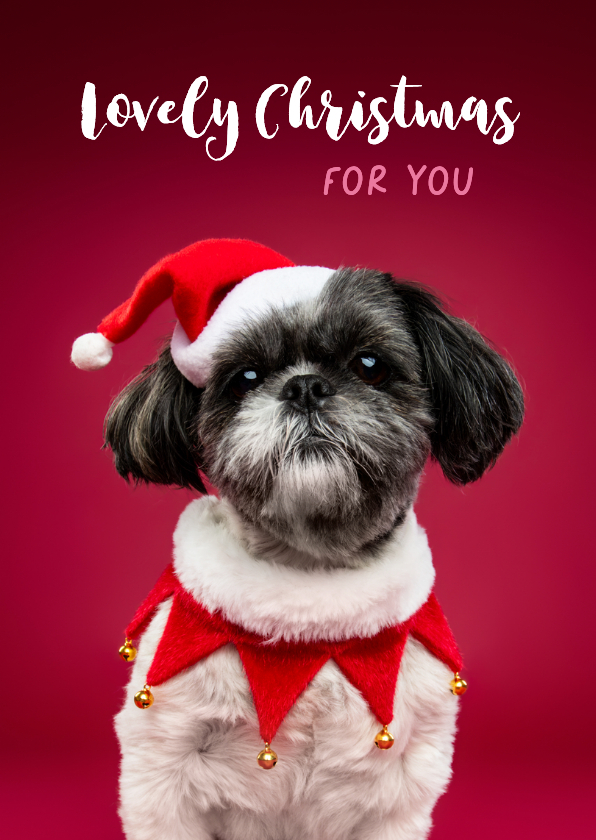 Schattige kerstkaart van boomer hondje met kerstmuts - Kerstkaarten Kerstkaarten - Schattige kerstkaart van boomer hondje met kerstmuts