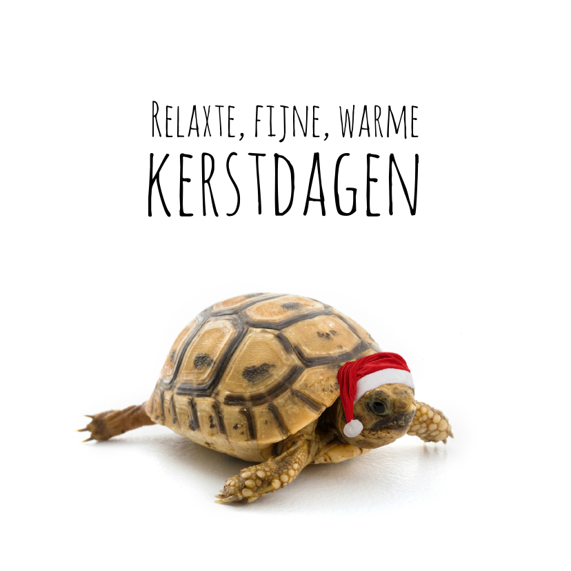 Kerstkaarten - Schildpad met kerstmuts-isf