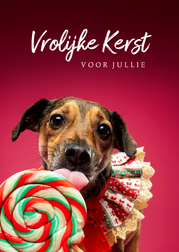 Vrolijke kerstkaart van hondje met lolly en kraagje - Kerstkaarten Kerstkaarten - Vrolijke kerstkaart van hondje met lolly en kraagje