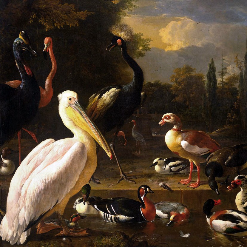 Kunstkaart van Melcior d'Hondecoeter. Het drijvend veertje - Kunstkaarten Kunstkaarten - Kunstkaart van Melcior d'Hondecoeter. Het drijvend veertje