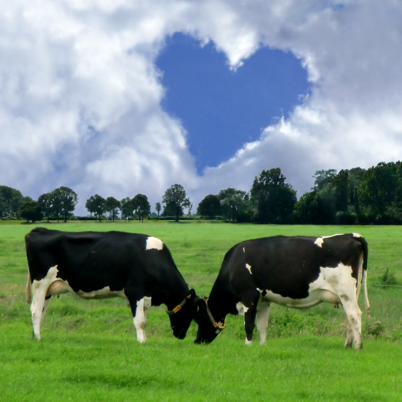 Echte liefde Koeien - Liefde kaarten Liefde kaarten - Echte liefde Koeien