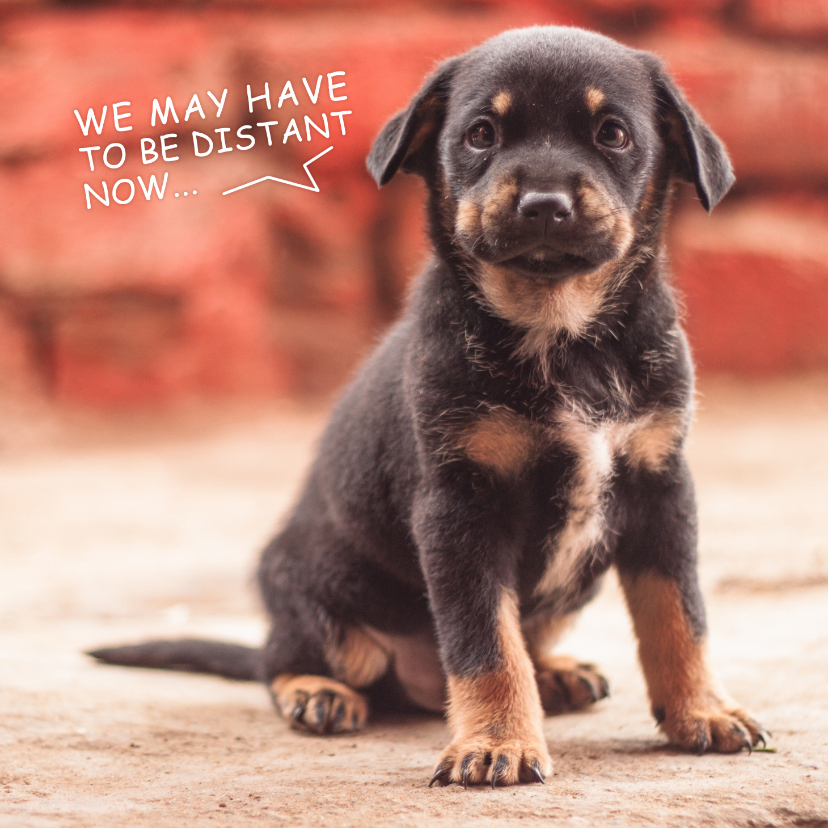 Liefde kaarten - Ik mis je, kaart met lieve zwarte puppy