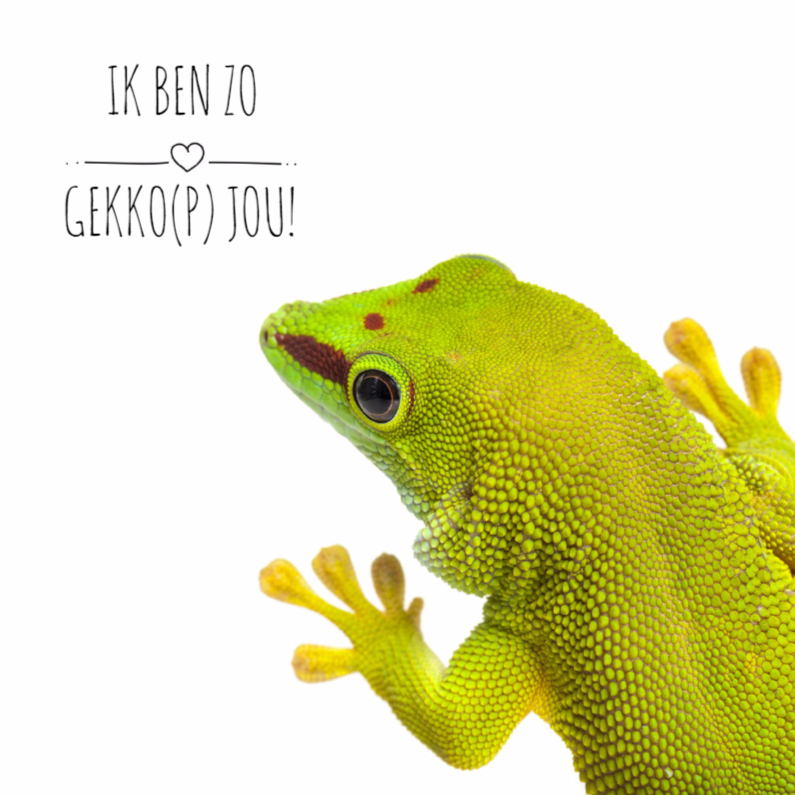 Liefde kaart | Ik ben zo gekko(p) jou! - Liefde kaarten Liefde kaarten - Liefde kaart | Ik ben zo gekko(p) jou!