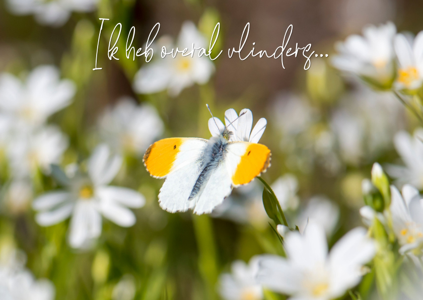 Liefde kaarten - Liefde kaart met een prachtige vlinder op witte bloemen