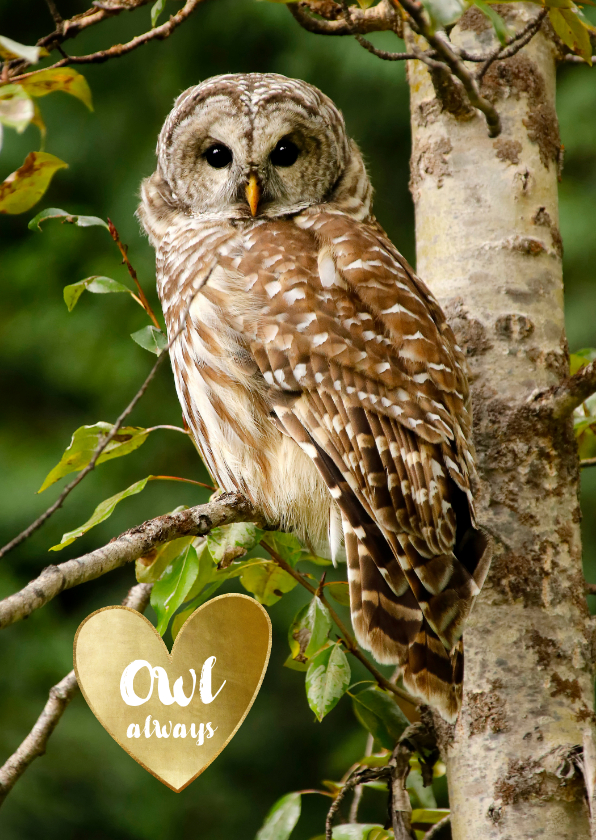 Liefde kaarten - Liefde kaart uil Owl always love you - gouden hart