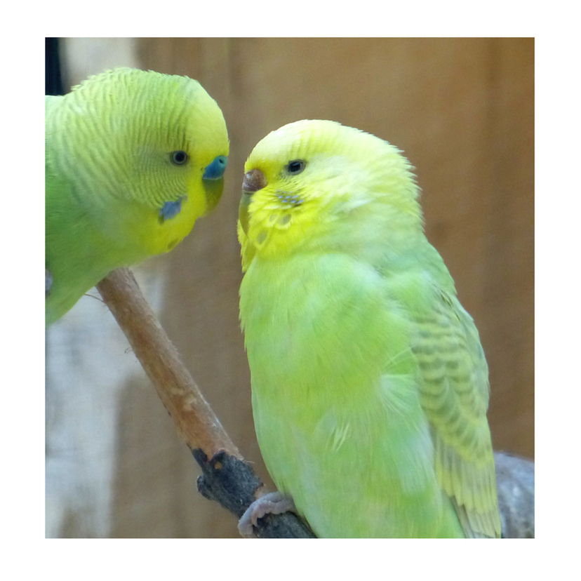liefde Kissing Love-Birds - Liefde kaarten Liefde kaarten - liefde Kissing Love-Birds