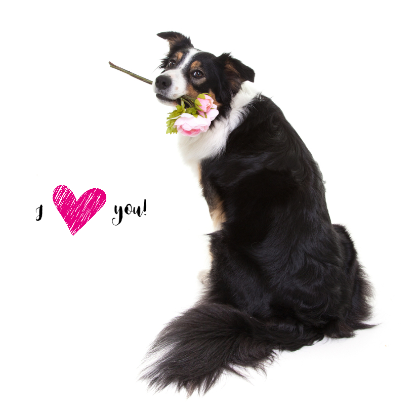 Liefdeskaart - Ik hou van jou - Border Collie met bloem - Liefde kaarten Liefde kaarten - Liefdeskaart - Ik hou van jou - Border Collie met bloem