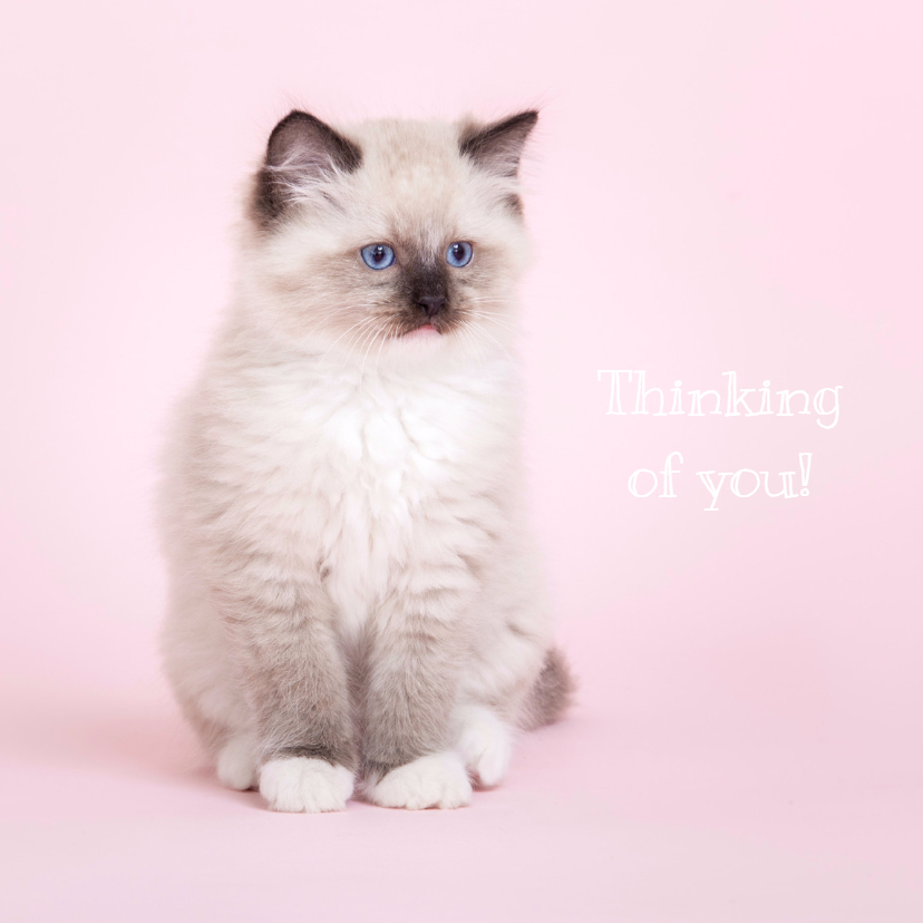 Thinking of you - kat - roze - Liefde kaarten Liefde kaarten - Thinking of you - kat - roze