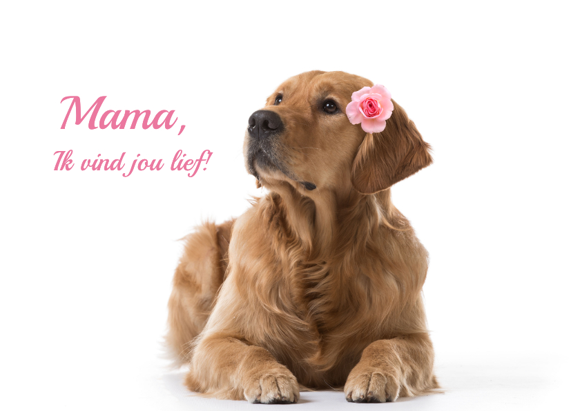 KNGF geleidehond moederdagkaart mama ik vind jou lief - Moederdag kaarten Moederdag kaarten - KNGF geleidehond moederdagkaart mama ik vind jou lief