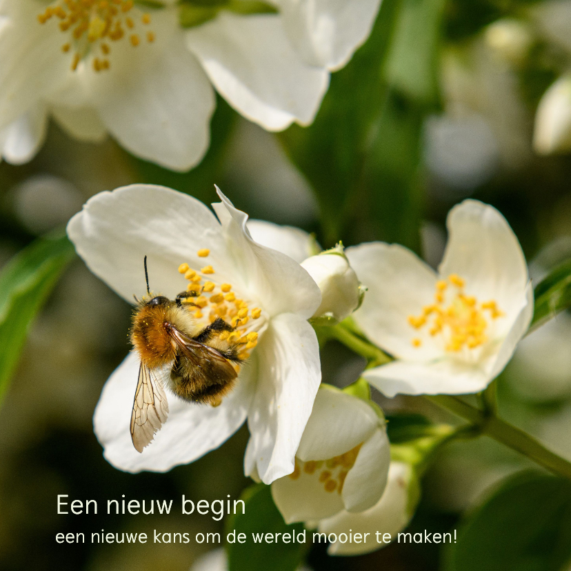 Nieuwjaarskaarten - Kerst- en nieuwjaarskaart Land van Ons 2