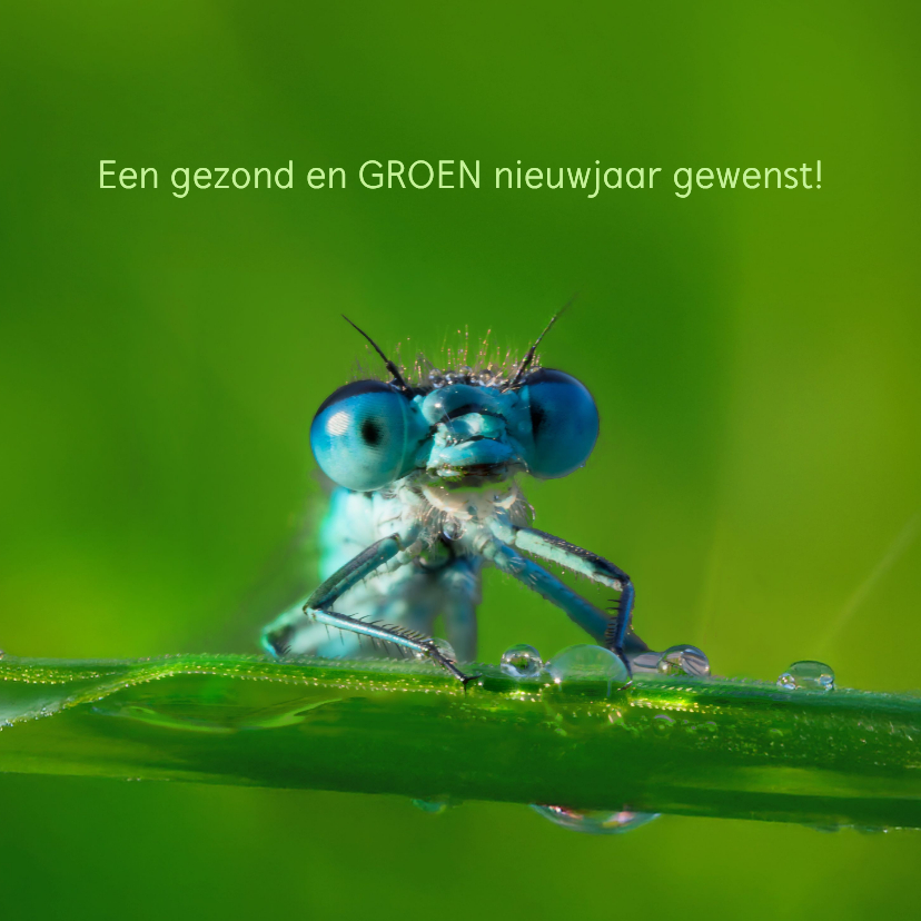 Nieuwjaarskaarten - Kerst- en nieuwsjaarskaart Land van Ons 3