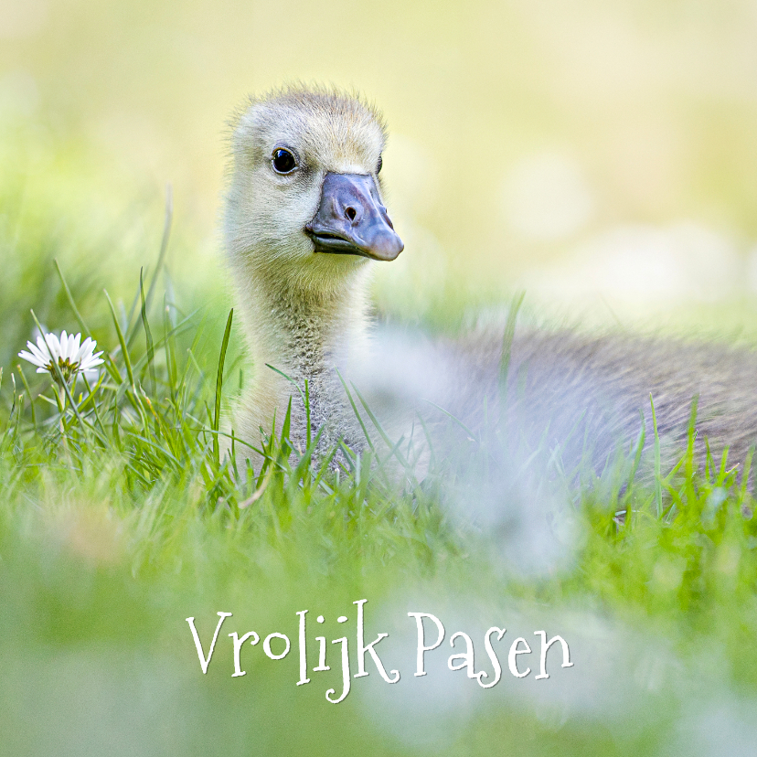 Paaskaart met ganzenkuiken in het gras. - Paaskaarten Paaskaarten - Paaskaart met ganzenkuiken in het gras.